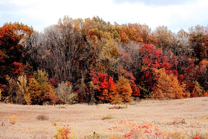 опукшалеса
